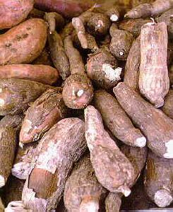 Manioc