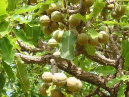 Fruit de l'arbre  karit