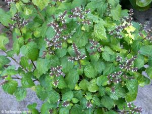 Patchouli