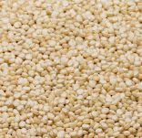 Quinoa