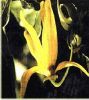 Huile Essentielle Ylang Ylang complet