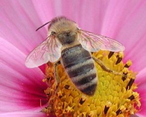 Propolis