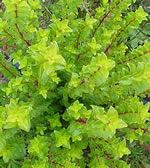 Buchu "Agathosma betulina"