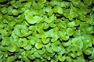 Centella