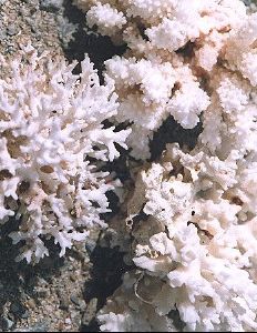Lithothamne