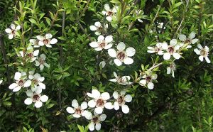 Manuka