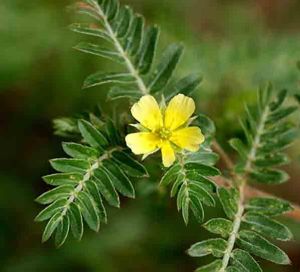 Tribulus terrestris