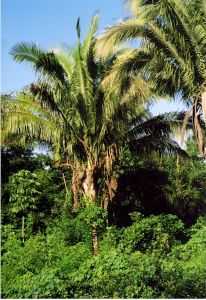Babassu