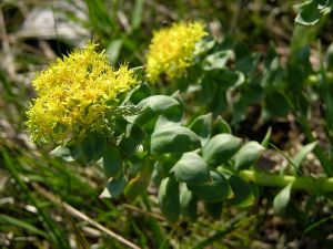Rhodiola rosa