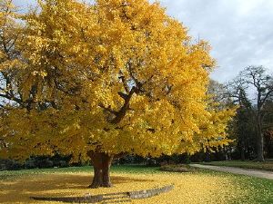 Ginkgo biloba