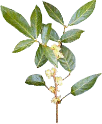 Muirapuama