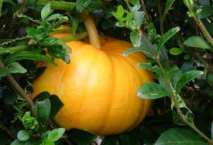 Courge