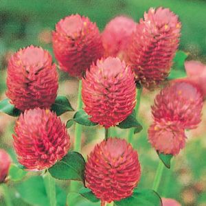 Gomphrena officinalis