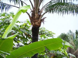 Vin de palme