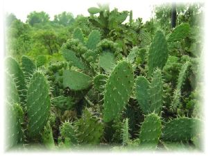 Nopal, figuier de Barbarie