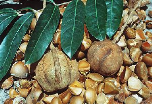 Andiroba