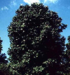 Andiroba