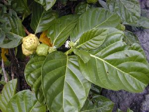 Noni