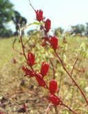 Fleurs d'hibiscus rouge