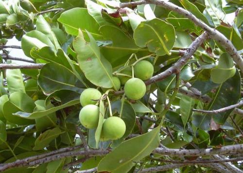 FRUIT DU KARITE ARC en SELS