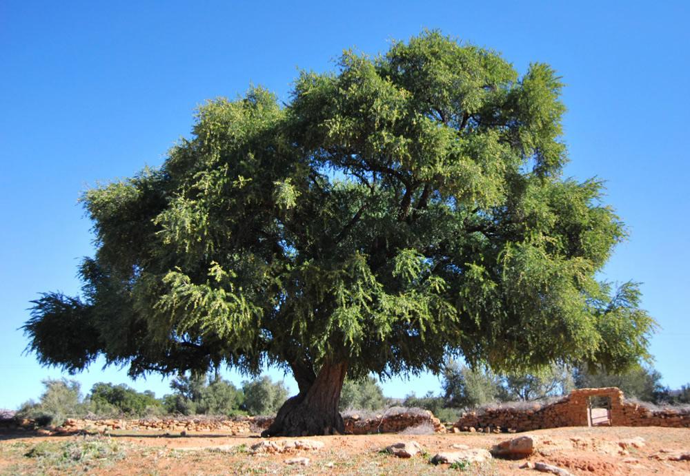 L'huile de d'argan